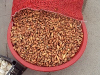 Arpacık Soğan Pazara İndi