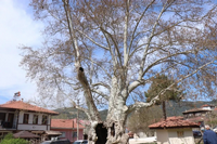 700 yıllık Çınar ağacı zamana karşı direniyor