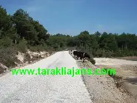 Avdan Köyü Yolu Asfaltlanıyor