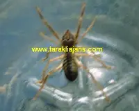 Bu Örümcek Farklı