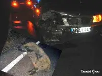 Domuza Çarptı...