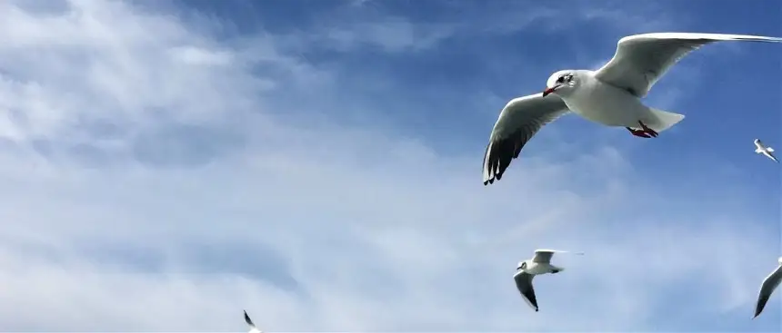 Enes ÇINAR Kapak Resmi