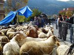 O, Pazarda Küçükbaş Hayvan Satıyor