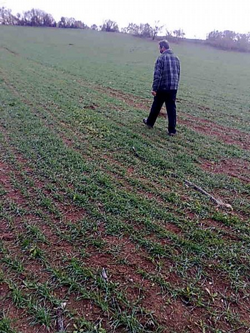 Üretici Tarladaki Buğday'dan Umutlu