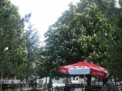 Kestane Ağaçlarında Muhteşem Görüntü