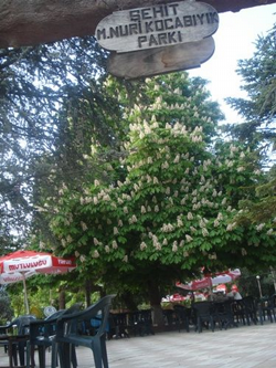 Kestane Ağaçlarında Muhteşem Görüntü
