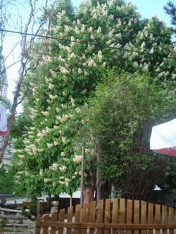 Kestane Ağaçlarında Muhteşem Görüntü