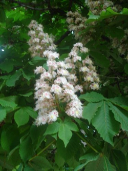 Kestane Ağaçlarında Muhteşem Görüntü