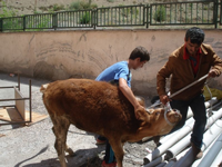 Ahırdan Kaçan Düve Zor Yakalandı