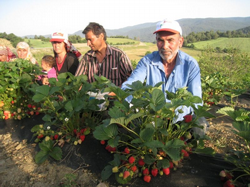 Taraklı'da Altın Çilek Yetiştirilmeye Başlandı