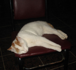 Objektifimize Takılan