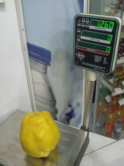 1 KİLO 260 GRAM AĞIRLIĞINDA AYVA :