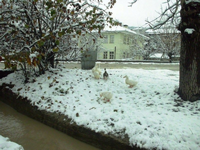 TARAKLI'dan Kar Manzaraları