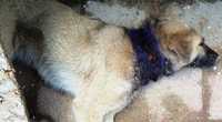 Taraklı’da Yaralı Köpek Tedavi Altına Alındı