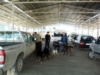 Sahipli Köpeklere Kuduz Aşısı Yapıldı