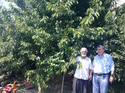 Dallar Bastı Kiraz