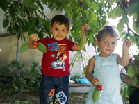Dallar Bastı Kiraz