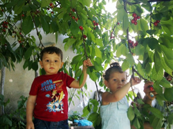 Dallar Bastı Kiraz