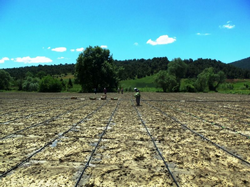 Enginar Dikimi Başladı