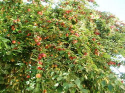 Objektife Takılanlar