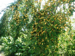 Objektife Takılanlar