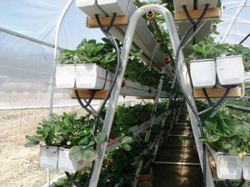 Prlit ve Ponza Taşlarını Kullanarak Çilek Üretimi