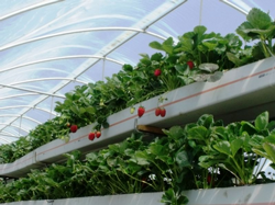 Prlit ve Ponza Taşlarını Kullanarak Çilek Üretimi