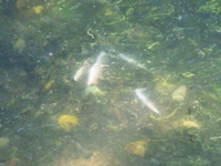 Göynük Suyu Deresinde Balık Ölümleri Görüldü