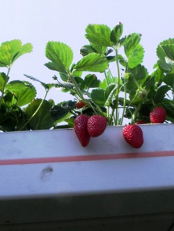 Prlit ve Ponza Taşlarını Kullanarak Çilek Üretimi