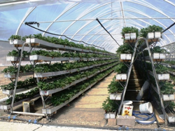 Prlit ve Ponza Taşlarını Kullanarak Çilek Üretimi