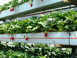 Prlit ve Ponza Taşlarını Kullanarak Çilek Üretimi