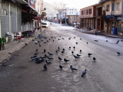 Güvercinlere Yem Atmak Huzur Veriyor