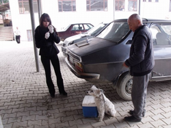 Taraklı da Köpeklere Kuduz Aşısı Yapıldı