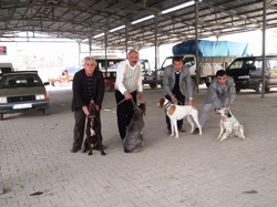Taraklı da Köpeklere Kuduz Aşısı Yapıldı