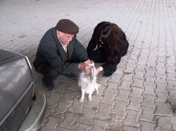 Taraklı da Köpeklere Kuduz Aşısı Yapıldı