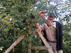 Vişne  Hasadı Sürüyor