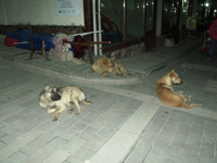 Başıboş Köpekler Korkutuyor