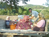 Barbunya Hasadı Başladı