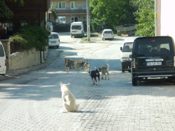 Taraklı Sokakları Onların