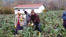 Enginarda son Hasat da Yapıldı: