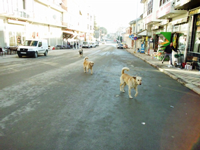 Sokaklar Başıboş Köpeklerin