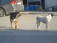 Uyuz olan Sokak Köpekleri Halkı Tedirgin Ediyor