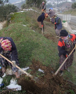Taraklı Yolu Ağaçlandırılıyor…