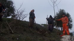 Taraklı Yolu Ağaçlandırılıyor…