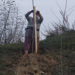 Taraklı Yolu Ağaçlandırılıyor…