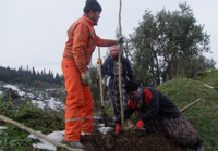 Taraklı Yolu Ağaçlandırılıyor…