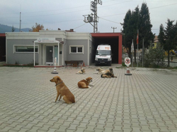 112 Acil’i Köpekler İstila Etti