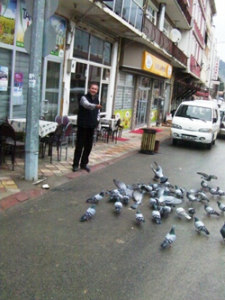 Taraklı'da Güvercin Babası