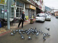 Taraklı'da Güvercin Babası