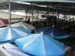 Taraklı'da  Kar Yağışı Üşüttüi